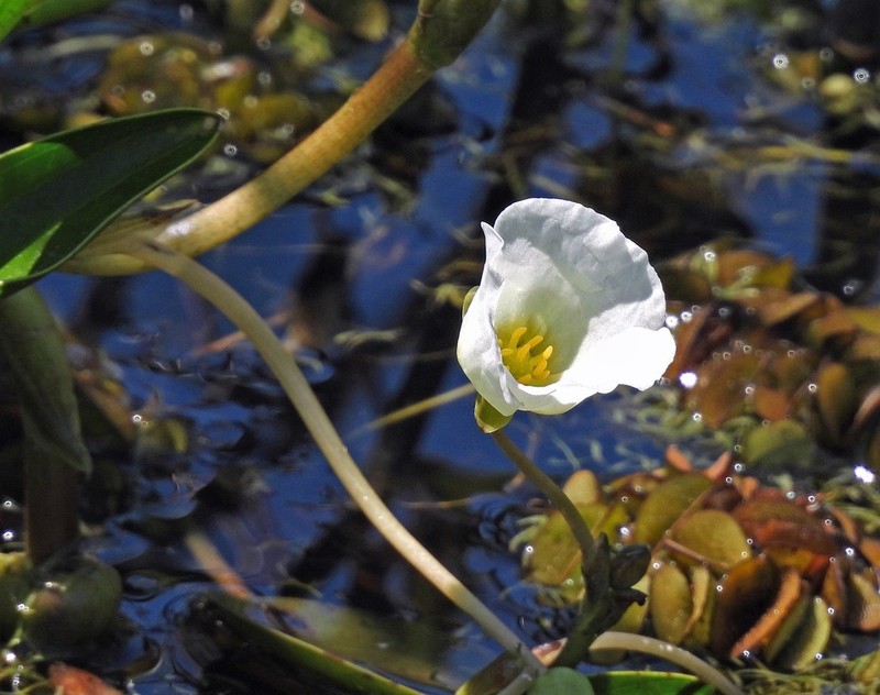 Sagittaria rhombifolia photo 3