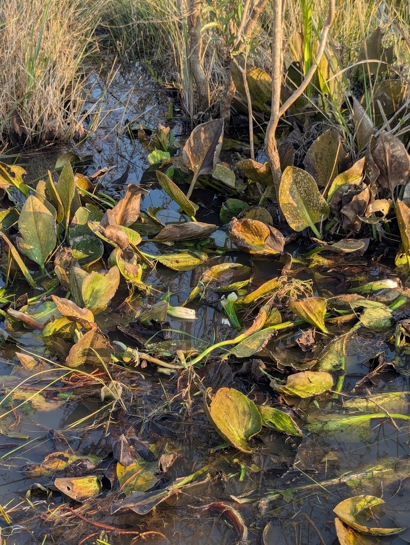 Sagittaria rhombifolia photo 4