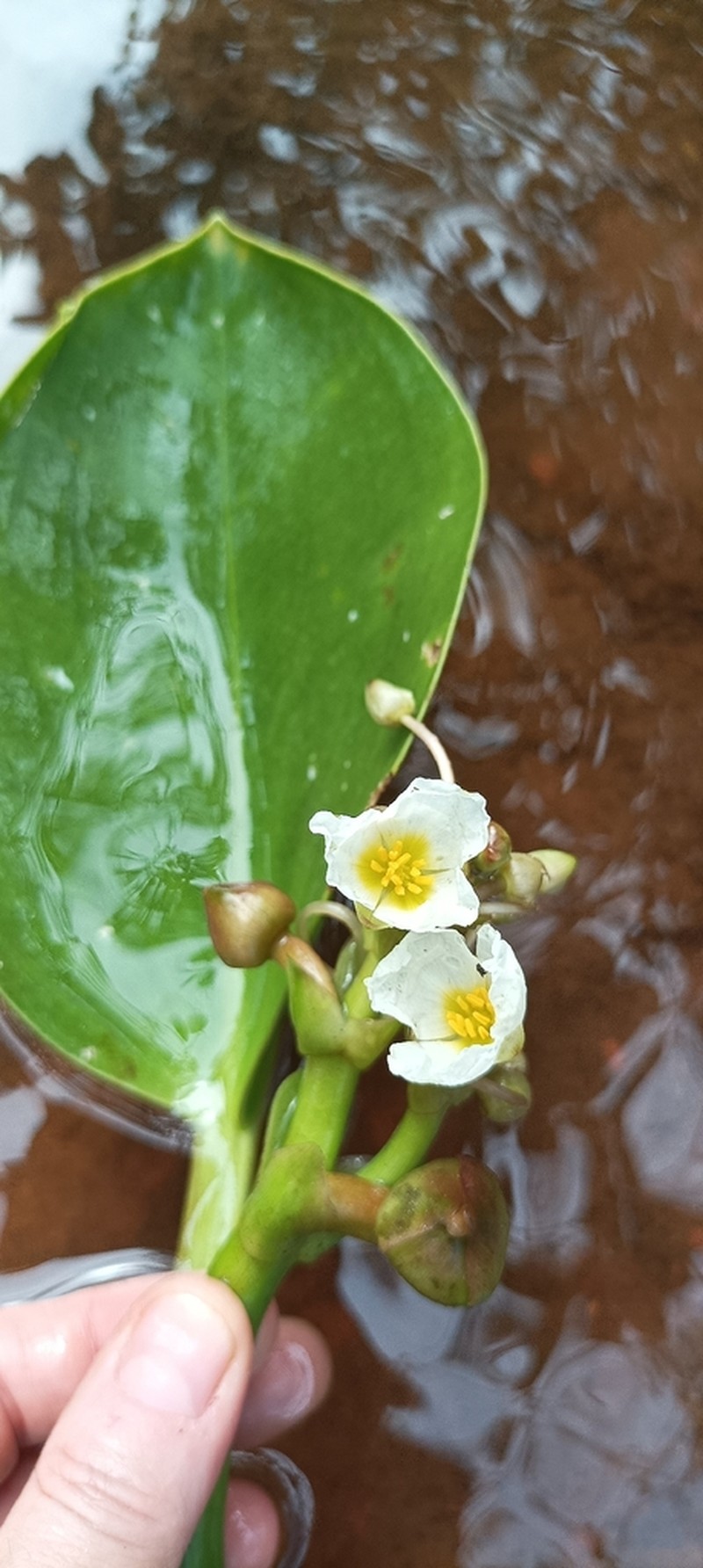 Sagittaria rhombifolia photo 5