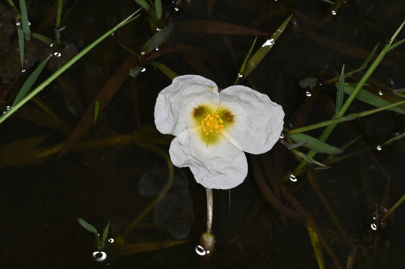 Sagittaria rhombifolia photo 6