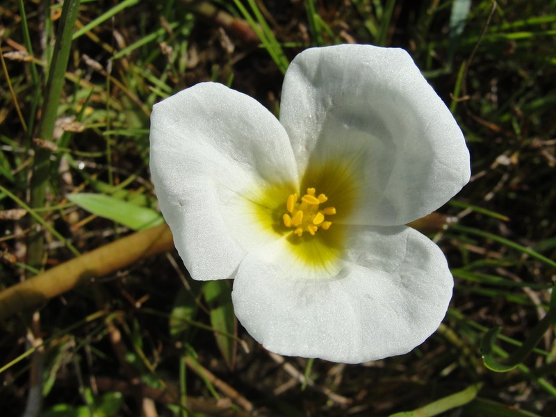 Sagittaria rhombifolia photo 7