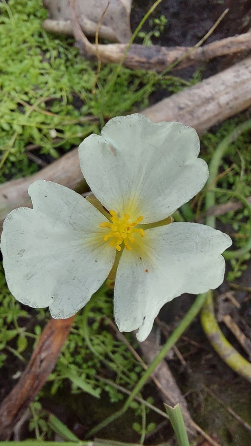 Sagittaria rhombifolia photo 8