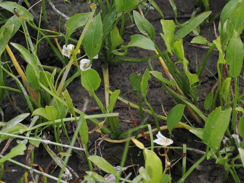 Sessilefruit Arrowhead photo 5