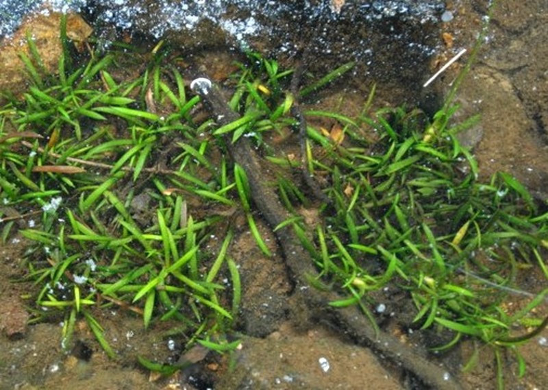 Little River Arrowhead