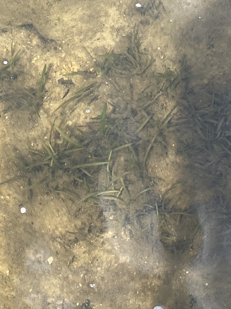 Little River Arrowhead photo 5
