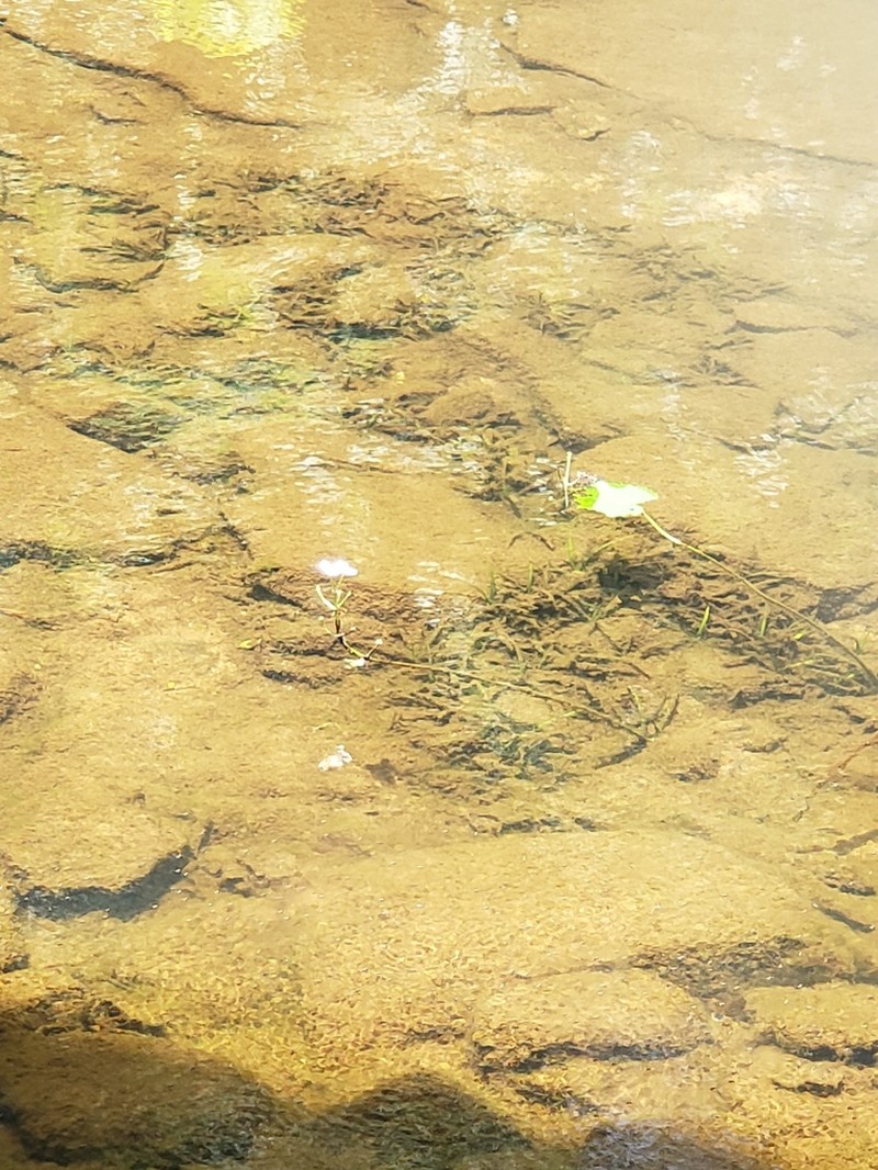 Little River Arrowhead photo 7