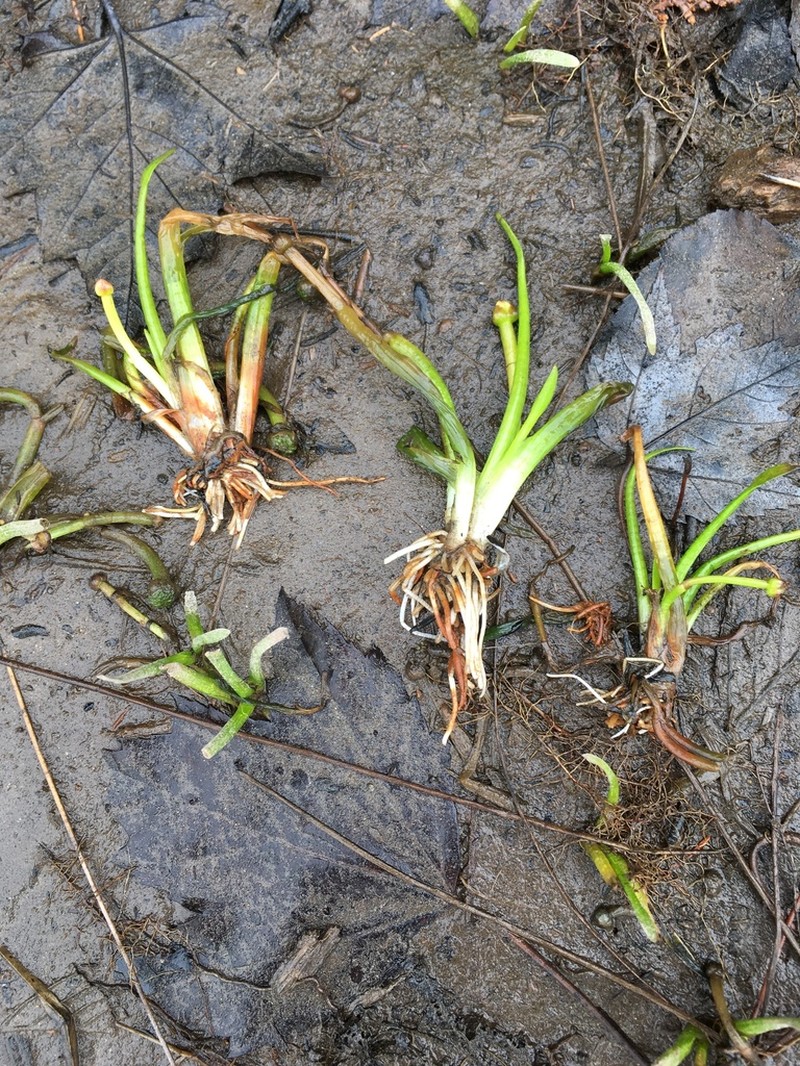 Sagittaria spongiosa