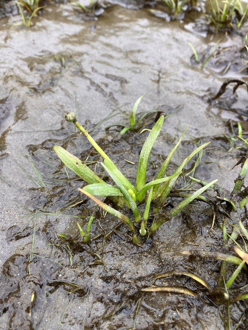 Sagittaria spongiosa photo 2