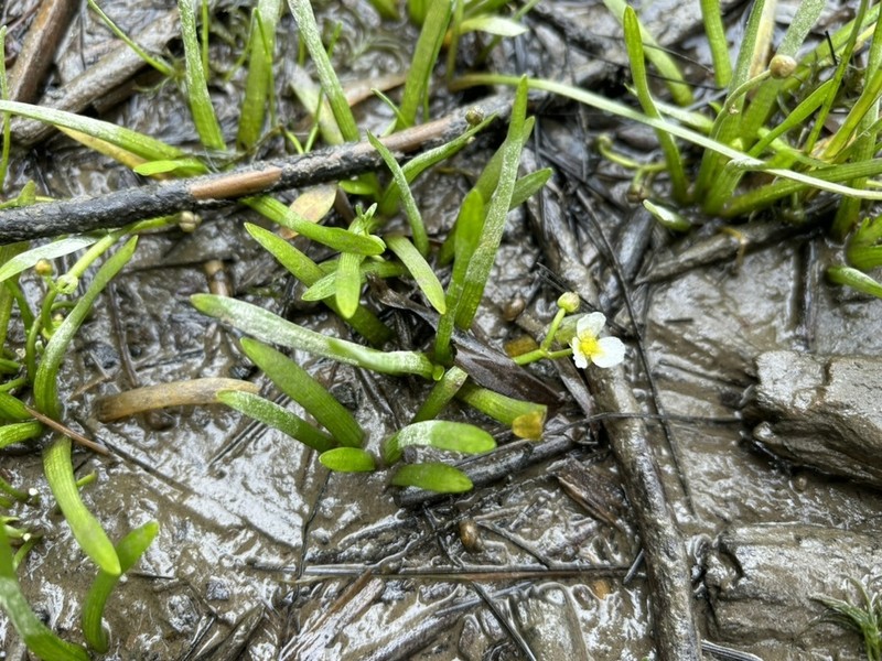 Sagittaria spongiosa photo 3
