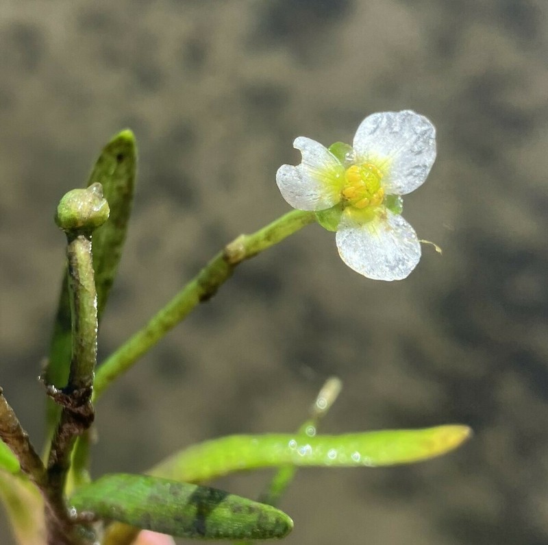 Sagittaria spongiosa photo 4