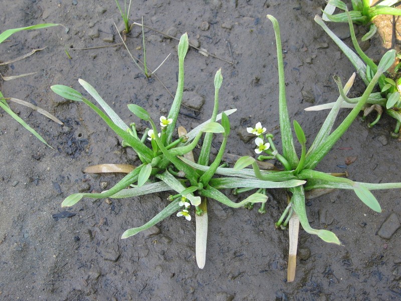 Sagittaria spongiosa photo 5