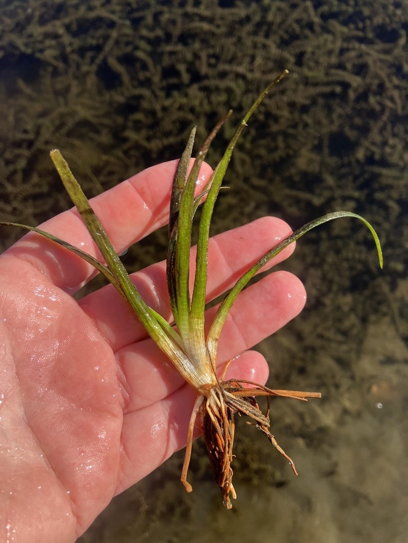 Sagittaria spongiosa photo 6