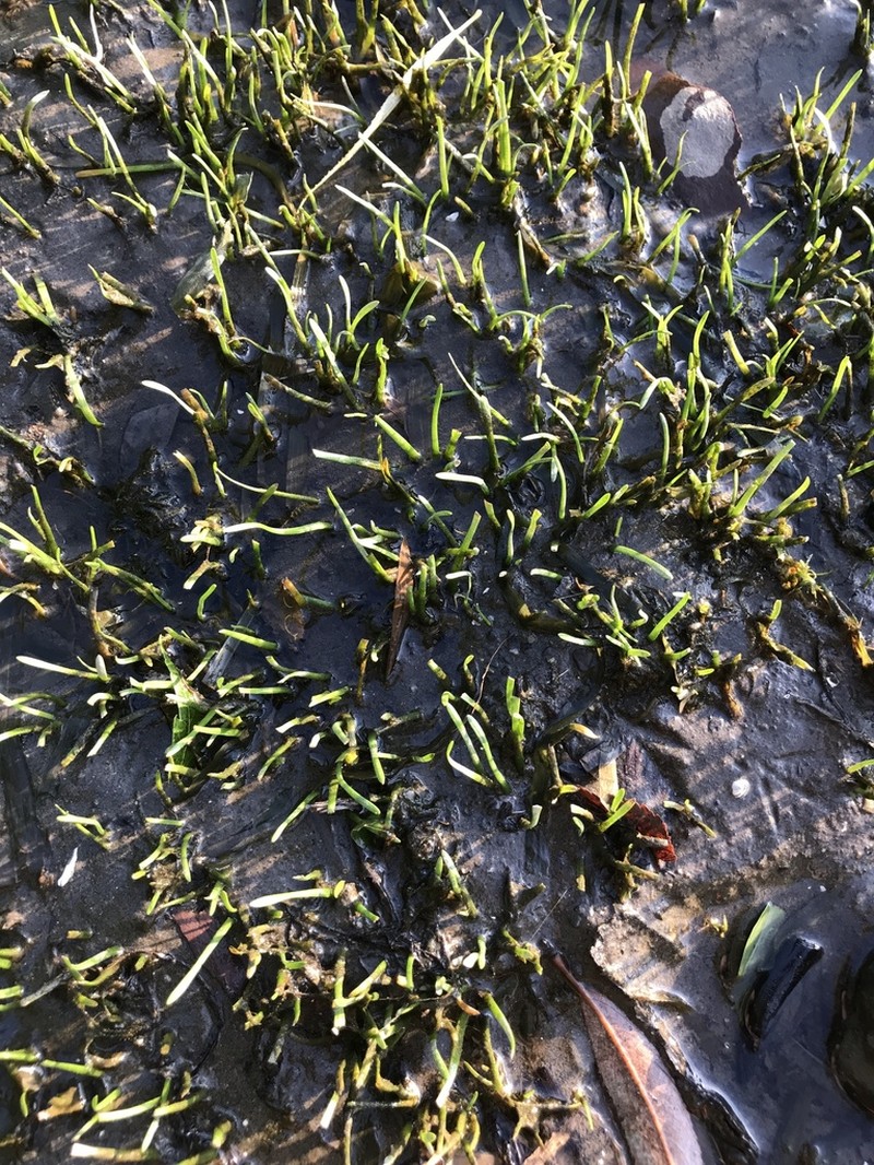 Sagittaria spongiosa photo 7