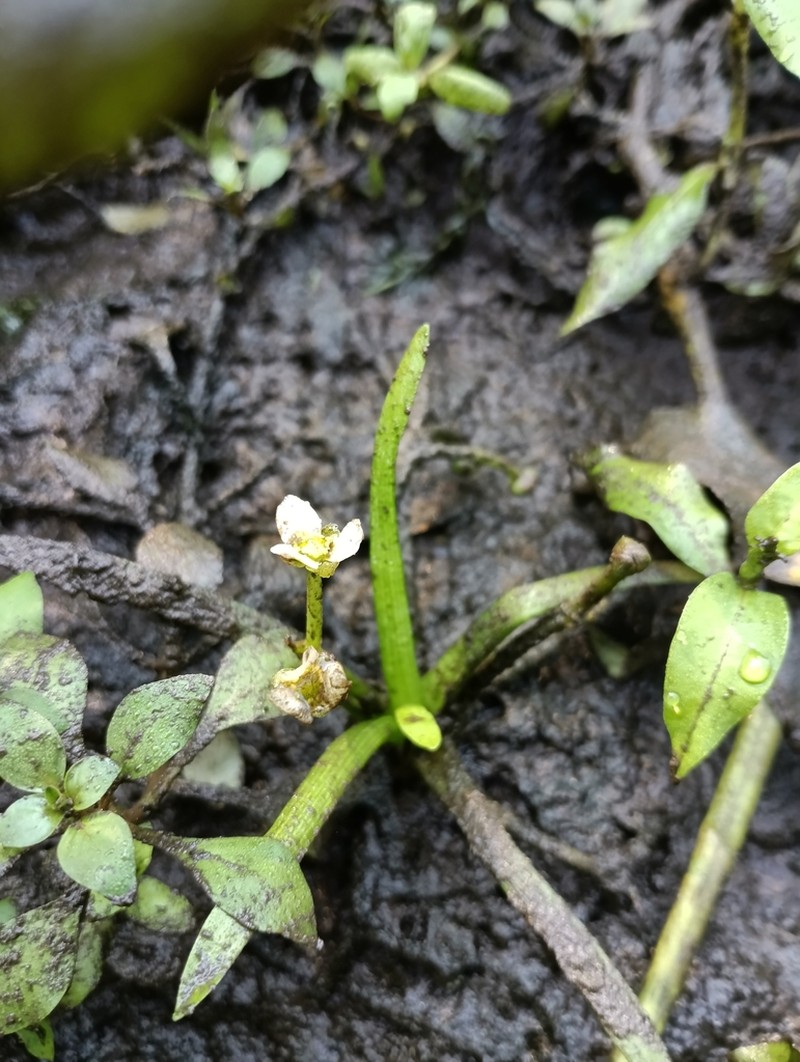Sagittaria spongiosa photo 8