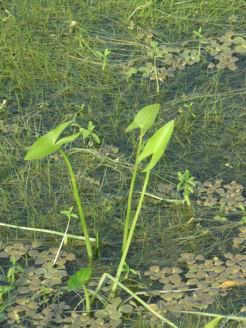 Sagittaria sprucei