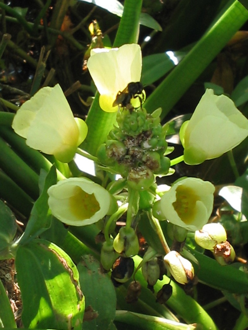 Sagittaria sprucei photo 2