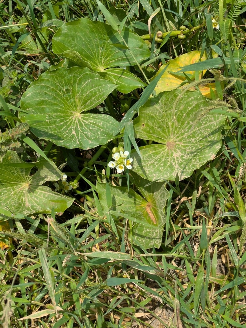 Sagittaria sprucei photo 3