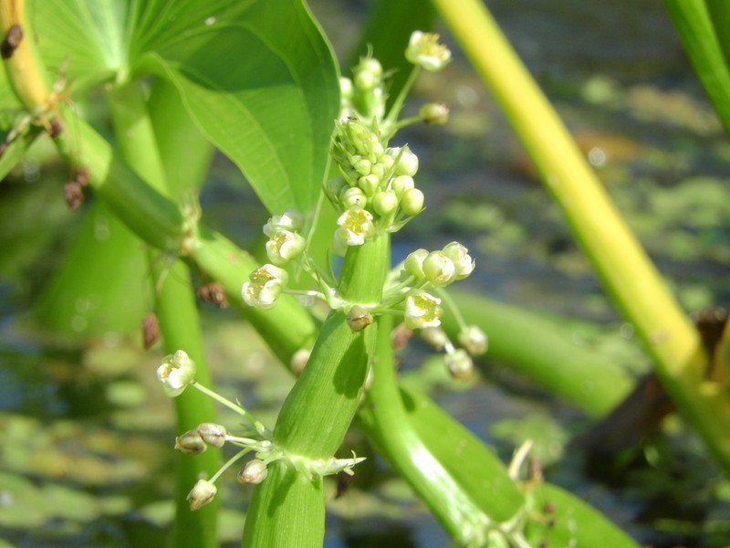 Sagittaria sprucei photo 4