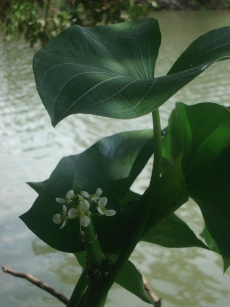 Sagittaria sprucei photo 5