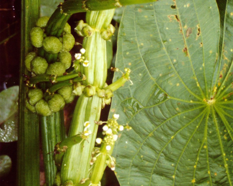 Sagittaria sprucei photo 6