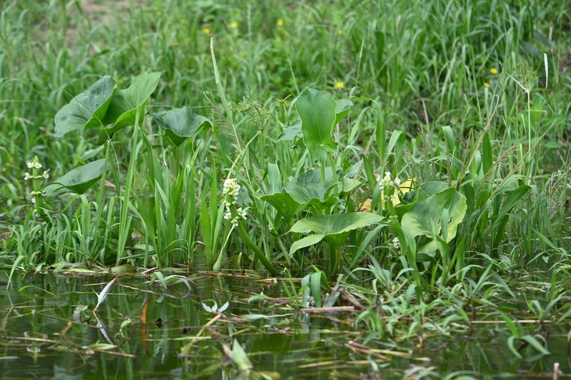 Sagittaria sprucei photo 7