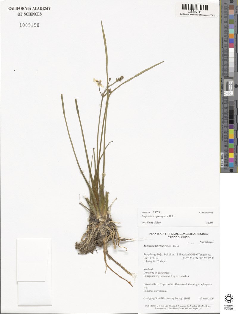 Sagittaria tengtsungensis