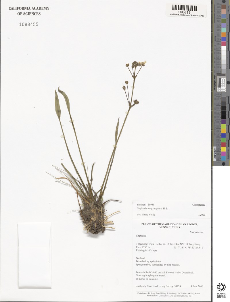 Sagittaria tengtsungensis photo 2