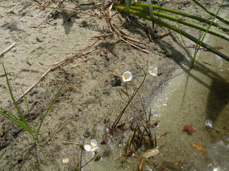 Slender Arrowhead photo 2