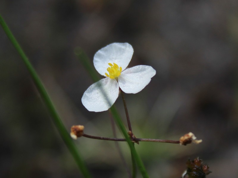 Slender Arrowhead photo 4