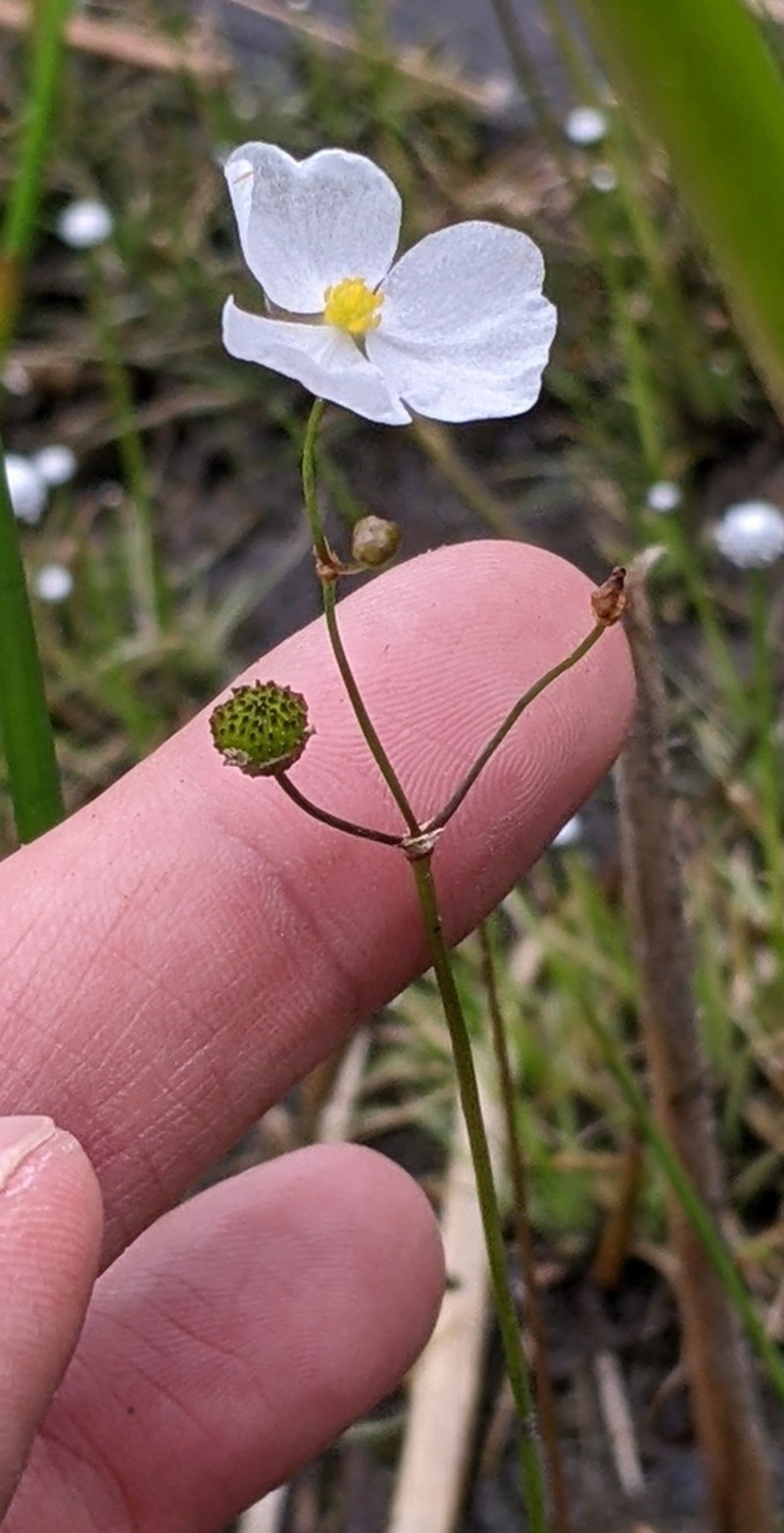 Slender Arrowhead photo 5