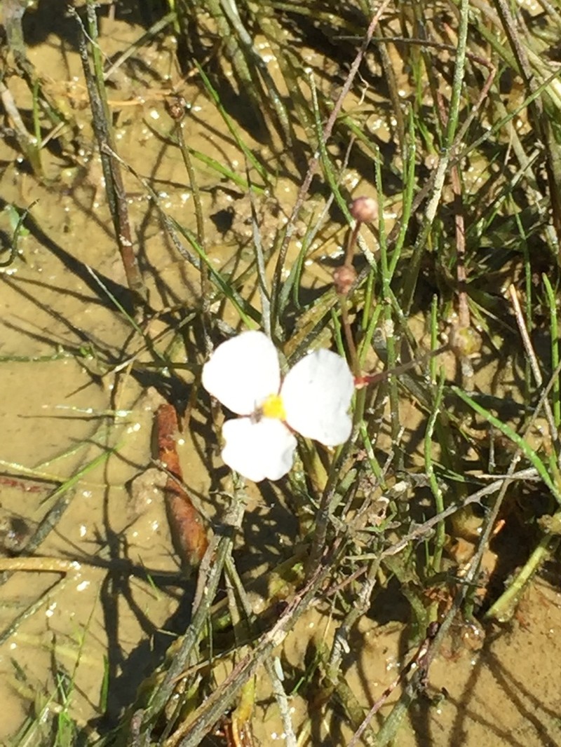 Slender Arrowhead photo 6