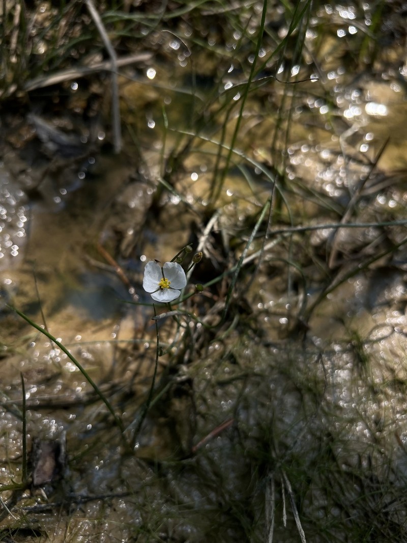 Slender Arrowhead photo 7