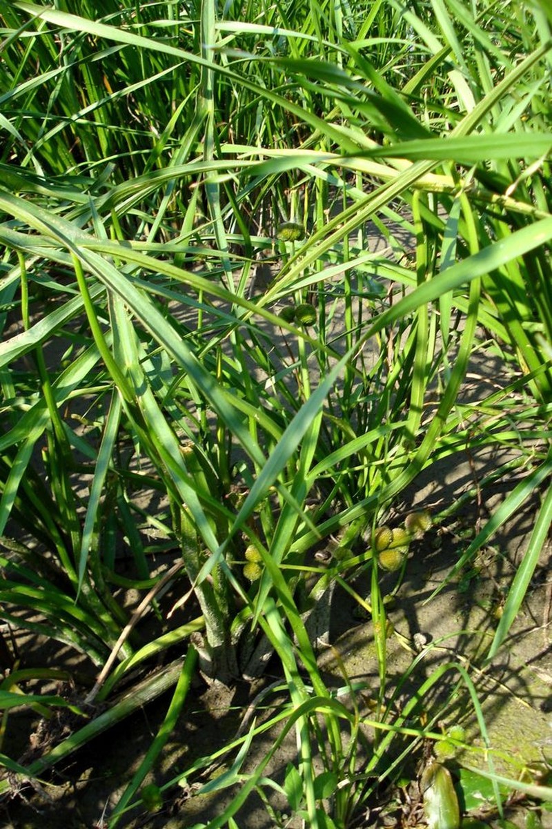 Threeleaf Arrowhead photo 4