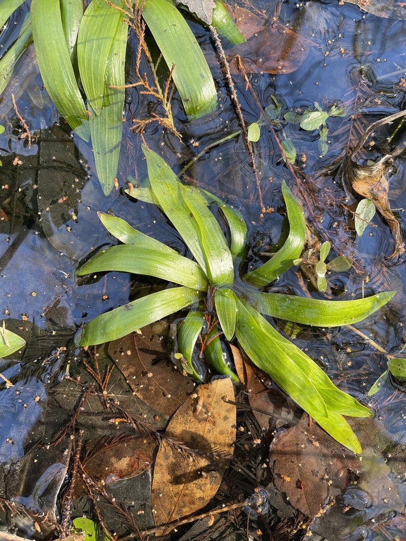 Sagittaria weatherbiana