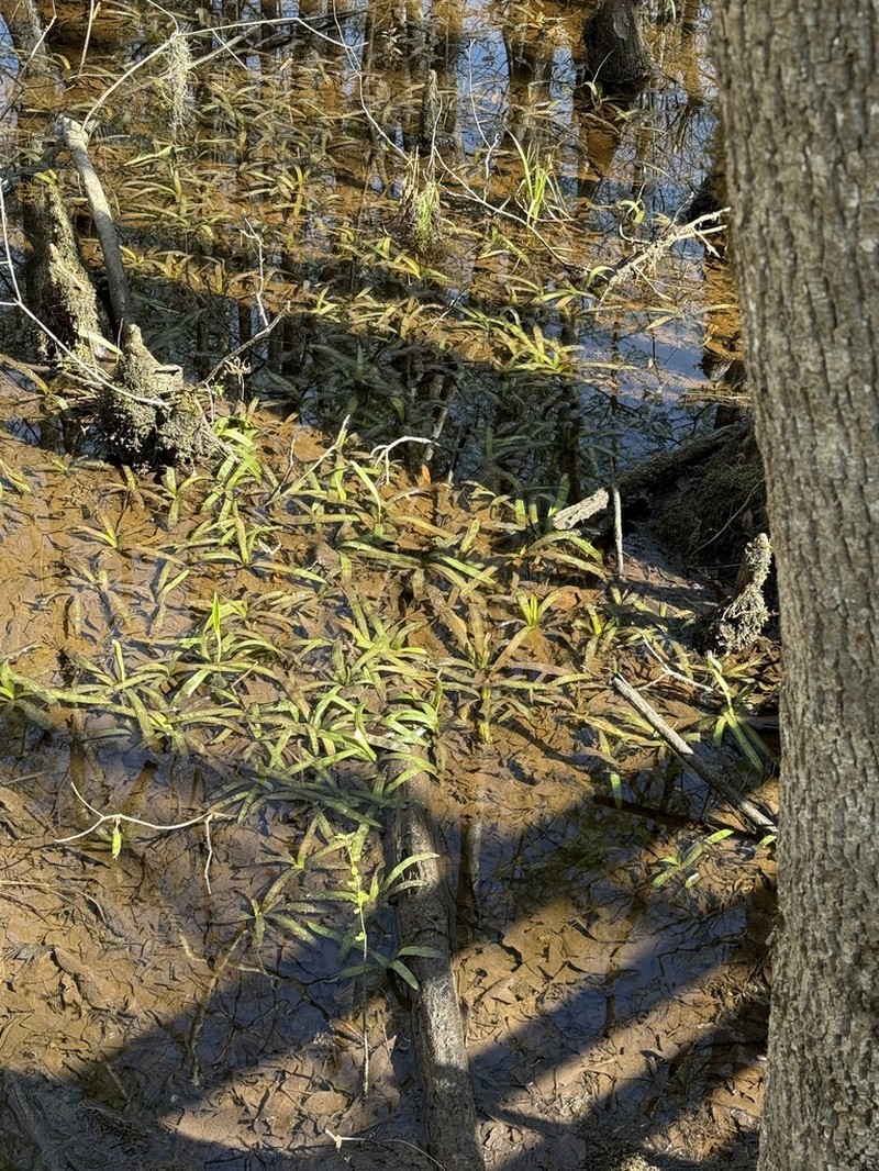 Sagittaria weatherbiana photo 2