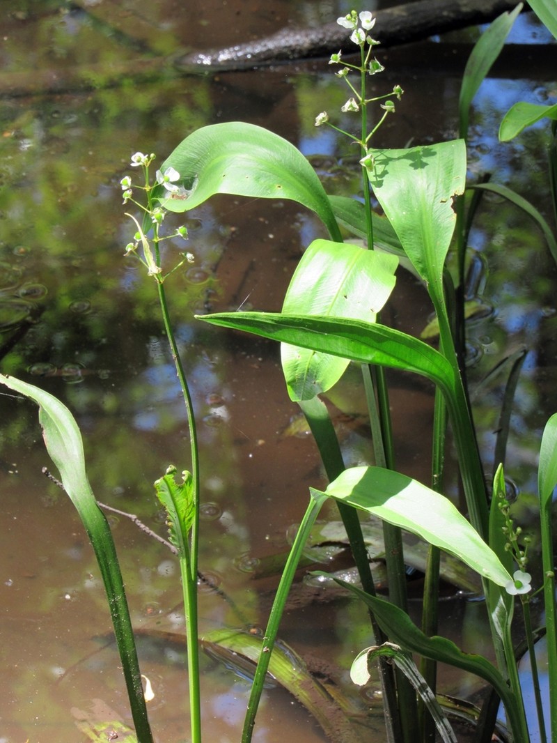 Sagittaria weatherbiana photo 3
