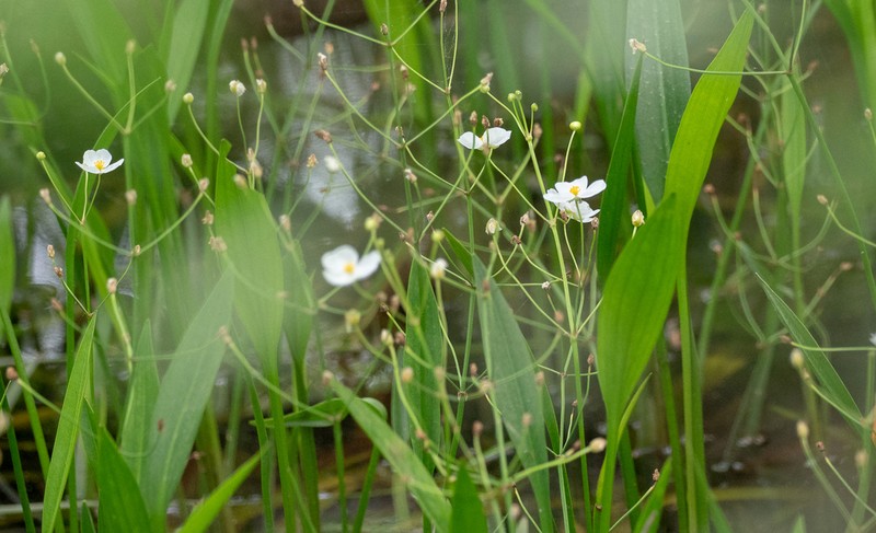 Sagittaria weatherbiana photo 4