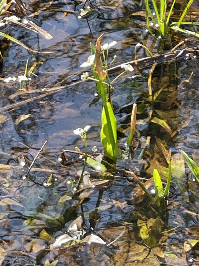 Sagittaria weatherbiana photo 5