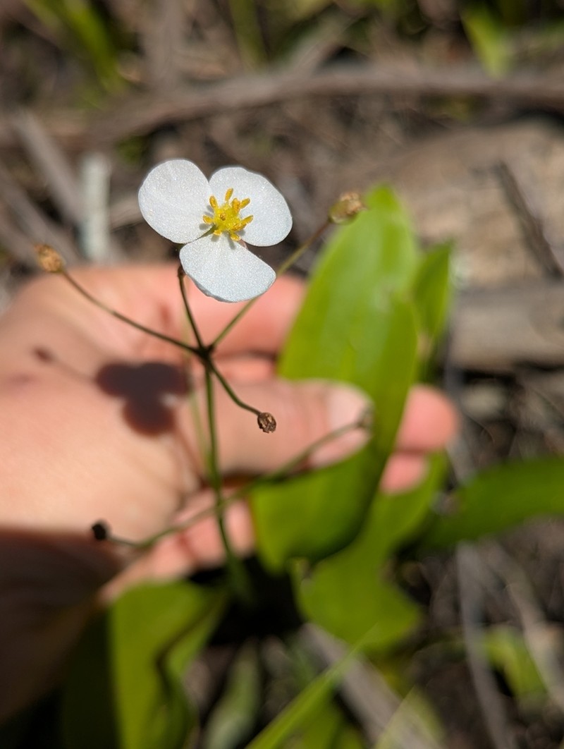 Sagittaria weatherbiana photo 6