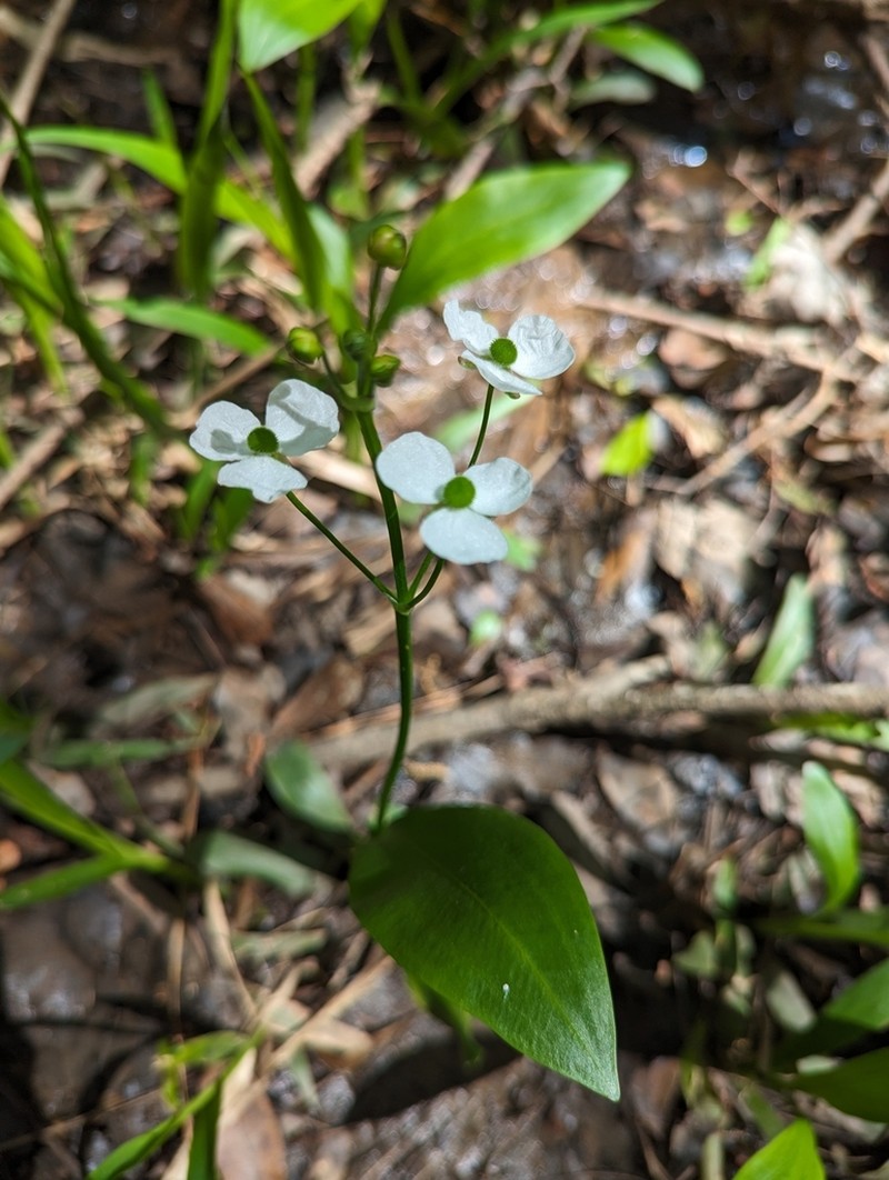 Sagittaria weatherbiana photo 7