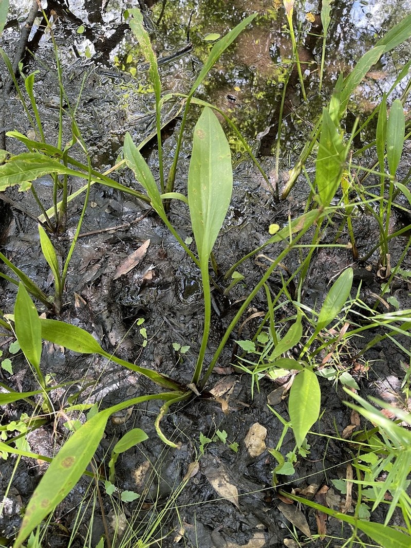 Sagittaria weatherbiana photo 8