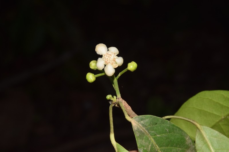 Sagotia heterocalyx