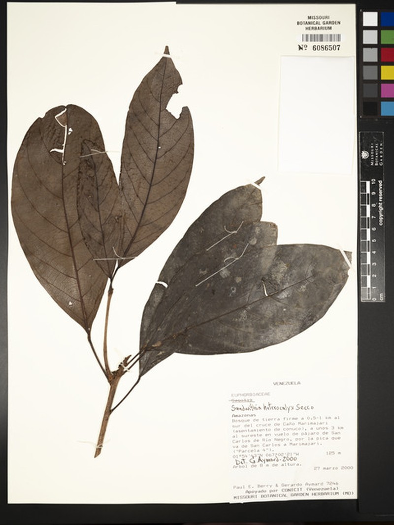 Sagotia heterocalyx photo 2
