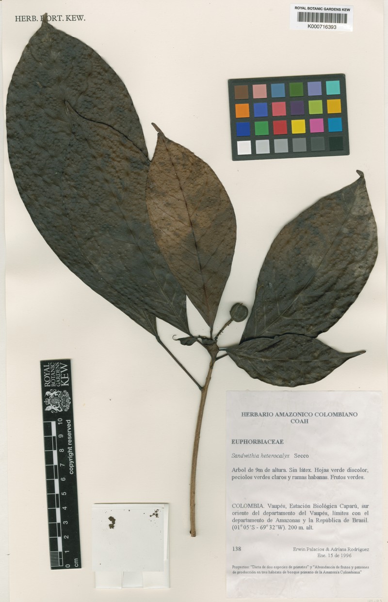 Sagotia heterocalyx photo 3