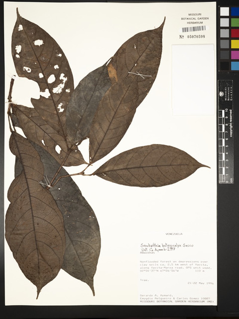 Sagotia heterocalyx photo 4