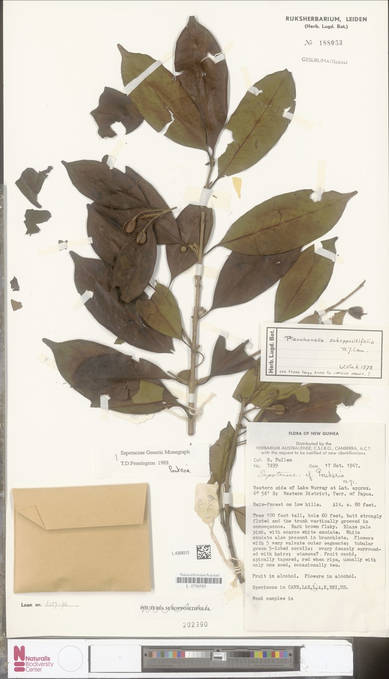 Sahulia suboppositifolia