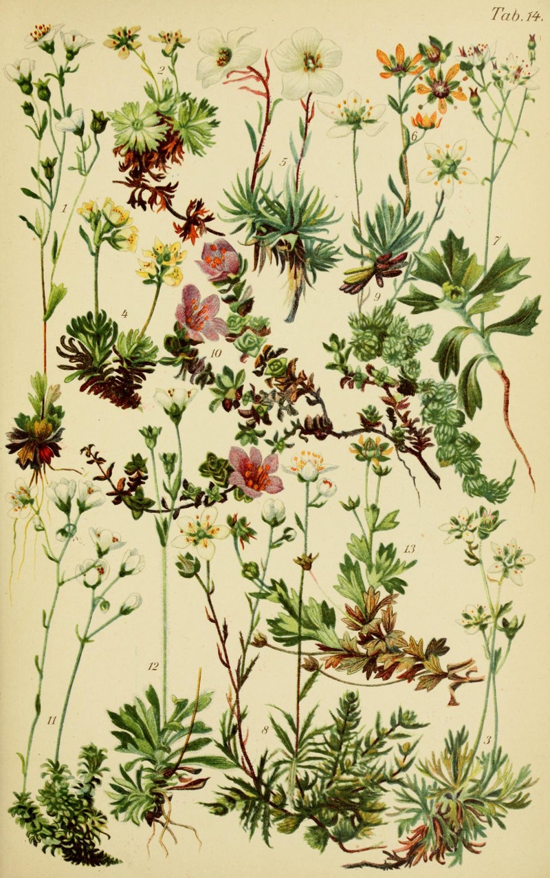 Wedgeleaf Saxifrage photo 3