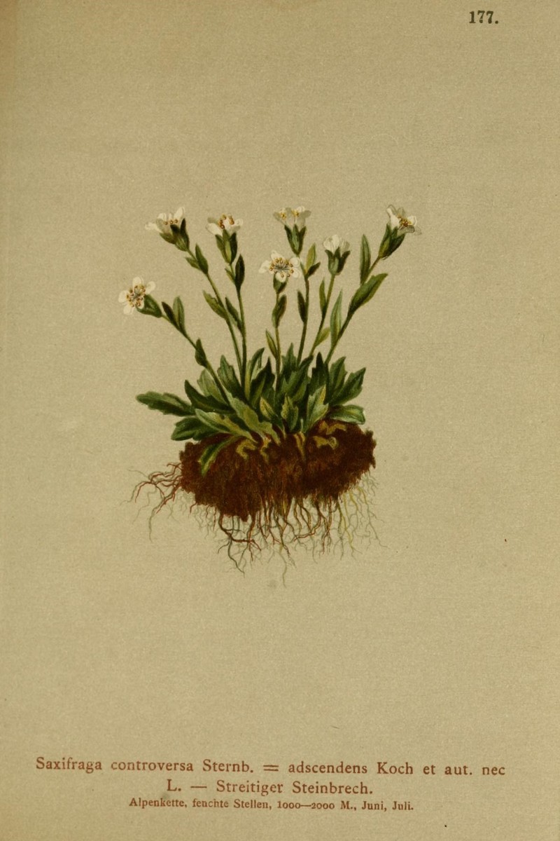 Wedgeleaf Saxifrage photo 4