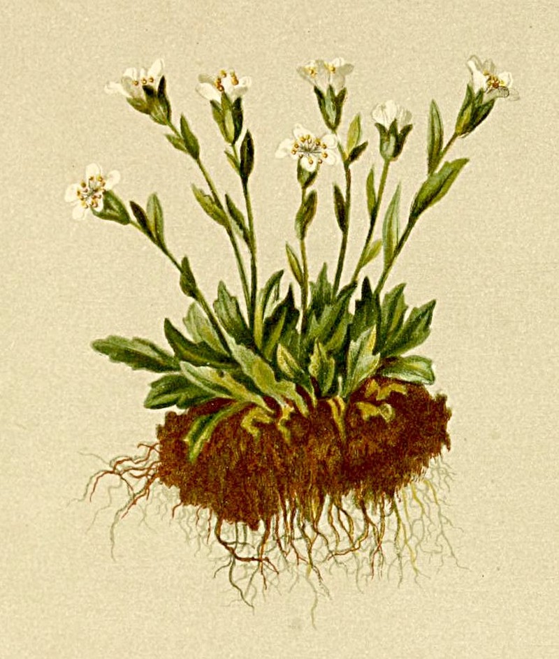 Wedgeleaf Saxifrage photo 5
