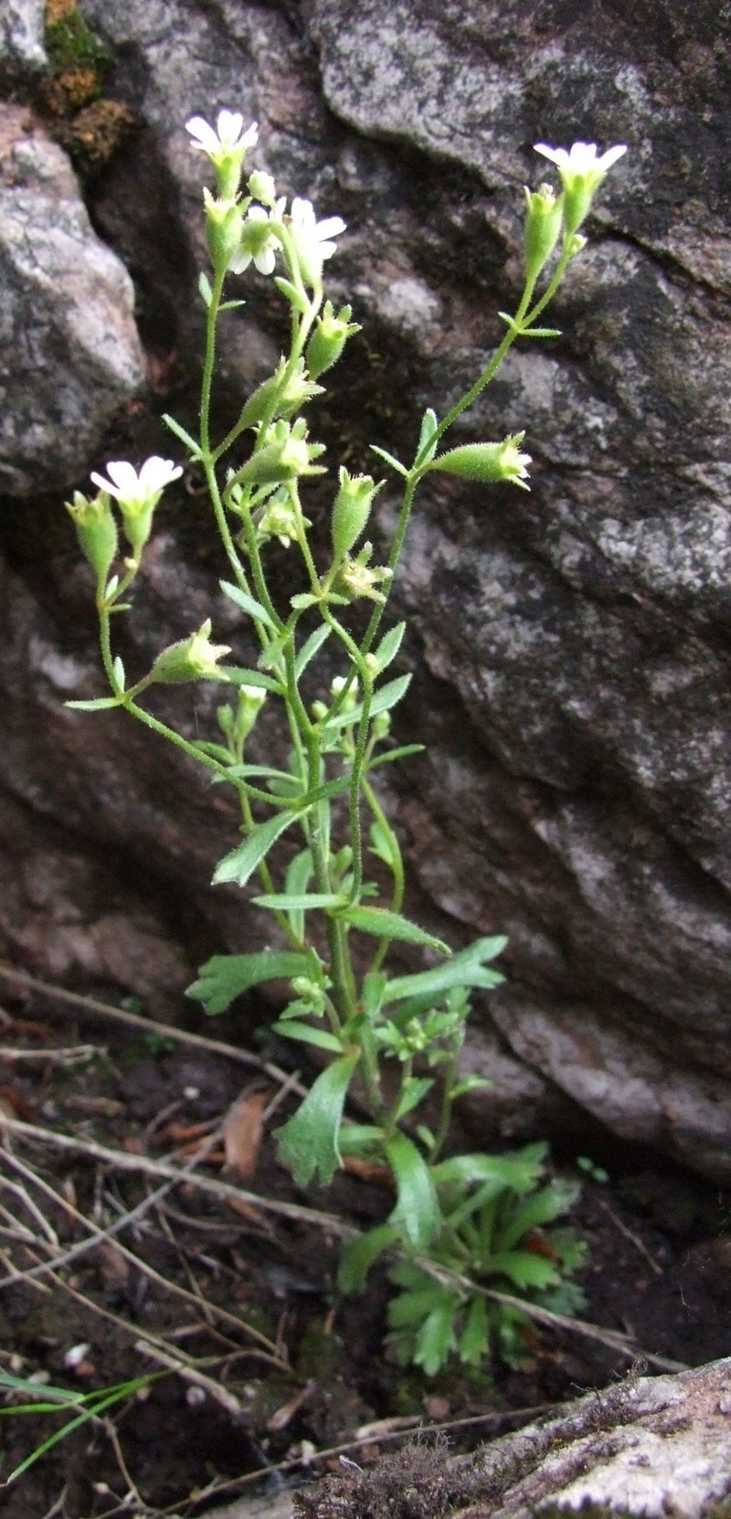 Wedgeleaf Saxifrage